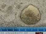 Record thumbnail