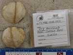 Specimen thumbnail