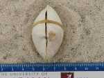 Specimen thumbnail