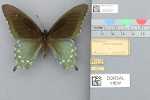 Specimen thumbnail