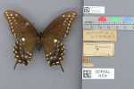 Record thumbnail