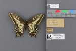 Specimen thumbnail
