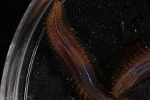 Record thumbnail