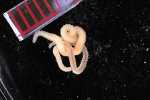 Specimen thumbnail