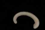 Specimen thumbnail
