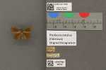 Specimen thumbnail