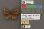 Specimen thumbnail
