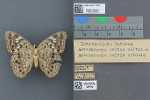Specimen thumbnail