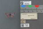 Specimen thumbnail