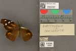 Specimen thumbnail