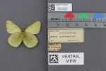 Specimen thumbnail