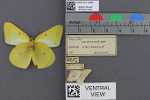 Specimen thumbnail