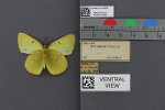 Specimen thumbnail