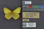 Specimen thumbnail
