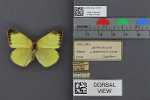 Specimen thumbnail
