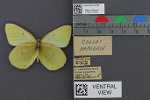 Specimen thumbnail