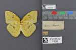 Specimen thumbnail