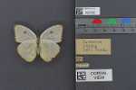 Specimen thumbnail