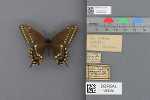 Record thumbnail