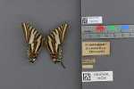 Specimen thumbnail