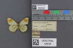 Specimen thumbnail