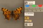 Specimen thumbnail