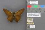 Record thumbnail