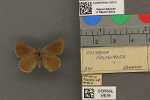 Specimen thumbnail