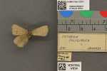 Specimen thumbnail