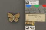 Specimen thumbnail