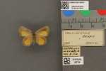 Specimen thumbnail
