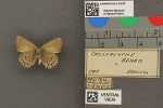 Specimen thumbnail