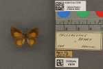 Specimen thumbnail
