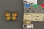 Specimen thumbnail
