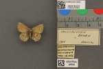 Specimen thumbnail