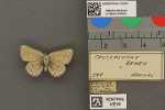 Specimen thumbnail