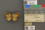 Specimen thumbnail