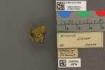 Specimen thumbnail