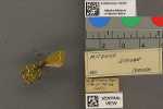 Specimen thumbnail