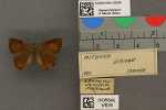Specimen thumbnail