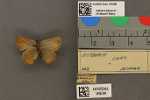 Specimen thumbnail