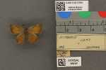 Specimen thumbnail