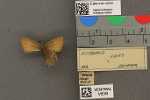 Specimen thumbnail
