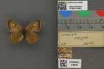 Specimen thumbnail