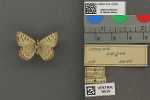 Specimen thumbnail