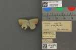 Specimen thumbnail