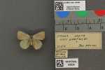 Specimen thumbnail