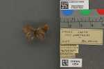 Specimen thumbnail