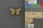 Specimen thumbnail
