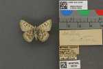Specimen thumbnail